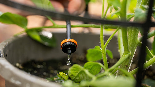 Drip Irrigation: Common Questions Answered