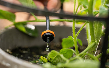 Installing a Drip Irrigation System for Garden Beds and Foundation Plantings